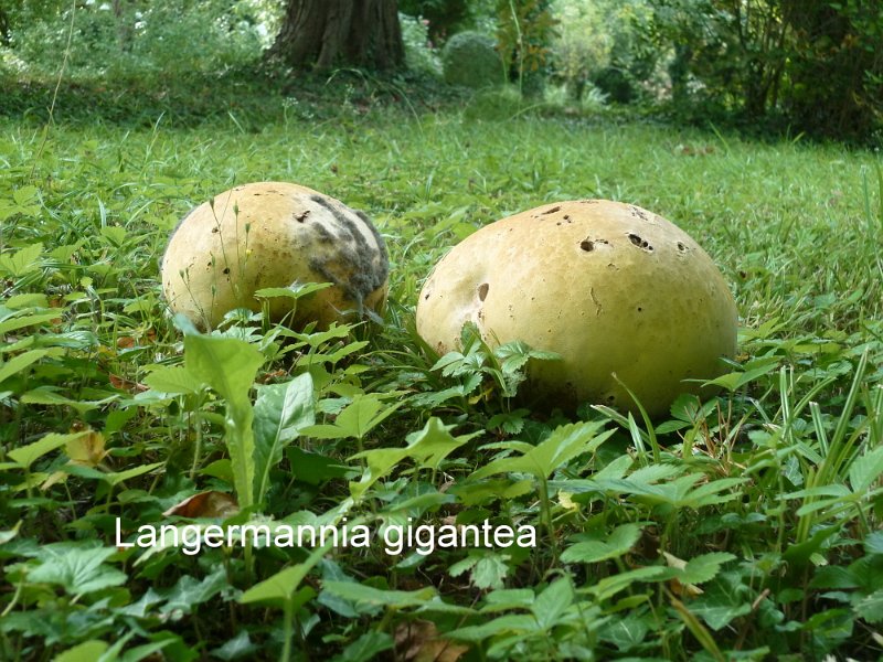 Calvatia gigantea-amf1925.jpg - Calvatia gigantea ; Syn1: Langermannia gigantea ; Syn2: Lycoperdon maximum ; Non français: Vesse de loup géante